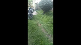 Cobra and the snake police