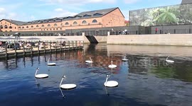 The Swans by Marco Barotti at new Holland Island, St Petersburg, Russia
