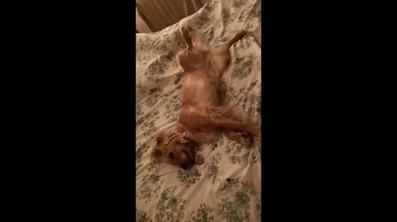 Cute Chillin' Waggy Dog