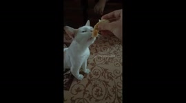 Cat loves DURIAN