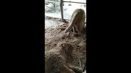 Thai Golden Retriever buries his lazy sister in soil after she refuses to play