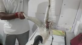 Killer kite-flying threads leave over 700 birds injured in northern India