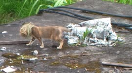 Cat with head stuck in bird's nest stumbles across Indonesia rooftops