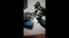 Pavlov's pooches: Smart trio of puppies ring bell to get treats