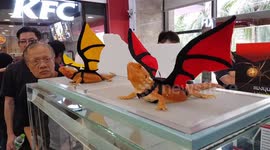 Bearded dragons pose with adorable wings for Thai pet expo