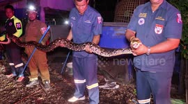 Thai firemen catch 16ft python after it killed gamecock worth thousand pounds