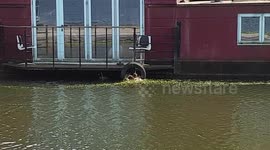 Duck doesn't give up