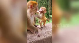 Tiny baby macaque kisses its mum on the lips in China's Guiyang