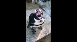 Happy talking african penguin