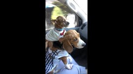 Chihuahua Rides On Sister Doggy's Shoulders