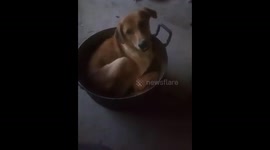 Puppy Relaxes In Cooking Pot