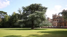 A towering tree standing as tall as a country house nearly 100 years after it was planted by Queen Mary