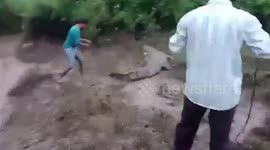 Giant crocodile stranded in overflowing river rescued during intense mission in western India