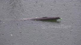 Heavy rain falling on a pond, with an old wooden log floating on it.