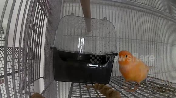 Funny Pet Canary Bird having a bath