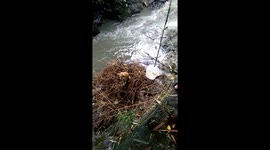 Pregnant dog stranded on river bank after flood rescued by Good Samaritans