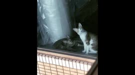 Cat has astonished expression after seeing feline neighbours