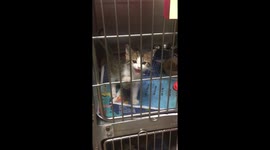 This cat is quackers! Texas kitten has a meow that sounds like a duck