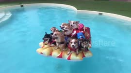 Eight corgis float on inflatable pizza slice