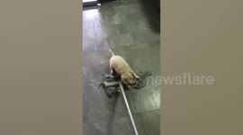 Golden Retriever Puppy Rides Mop