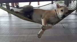 Lazy doggy relaxes in owner's hammock in Thailand