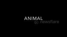 Animal in Quarry captured by drone