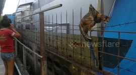 Cat rescued after falling and being impaled in Thailand