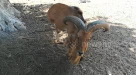 Lost African Defassa Waterbuck Got Spotted In Zoo