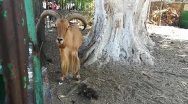 Eye Ball Look From Defassa Waterbuck To Visitor
