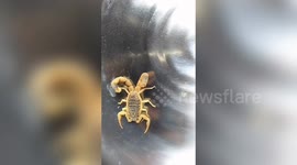 Chinese woman catches rare two-tailed scorpion in China's Xinxiang