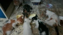 Milky Kitty Breakfast For New Born