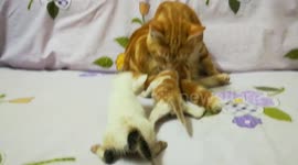 Caring father Cat Shows Off Affection