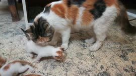 Mother Cleans Out Perfect Kitty