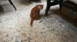 Dady cat Insane Night Jumps In Room