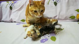 Dady Cat Shift Over Baby Time