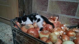 Kitty Play With Home onion