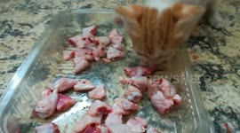 Kitty Has Crush On Raw Cutted Wings