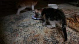 Dark Female Kitty Milk Lover