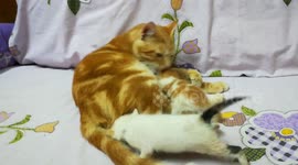 Father Cats Finds His babies Amusement