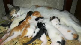 Mother Feeds Her Six Twins