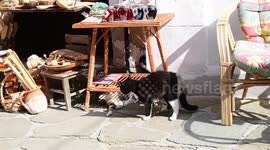 cats meowing in the streets of balkan town Tryavna Bulgaria
