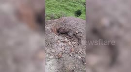 Watch: Daring villagers rescue ailing leopard cub from 80-feet-deep gorge in northern India