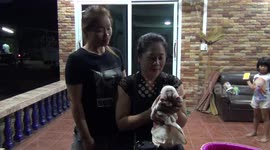 Piglet with two heads fighting for its life after being born in Thailand