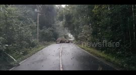 Adorable moment sleeping elephant blocks entire road in Thailand