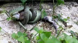 Snake strangles lizard but can't wrap its jaws around its head