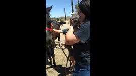 'Look what we got!' US woman surprises granddaughter with her first horse
