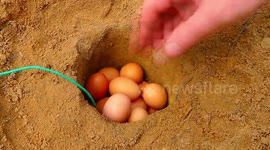 EXPERIMENT XXXL FIRECRACKER UNDERGROUND VS EGGS