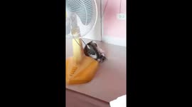 Cute kitten gets tangled in fan cable
