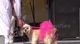 Dog Fashion Show at the Petshop Day festival 2019 in Elagin Park, St Petersburg, Russia
