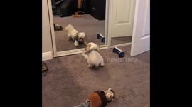 Xam playing with the dog in the mirror